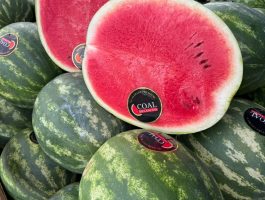 WhatsApp Image 2026-02-09 at 19.01.55 (1)